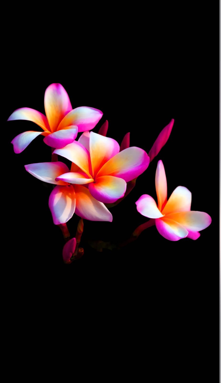 Vibrant plumeria flowers with pink, orange, and white gradient petals against a black background